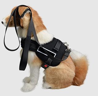 一出门狗狗就拆家怎么办,一出门狗狗就跟着怎么办