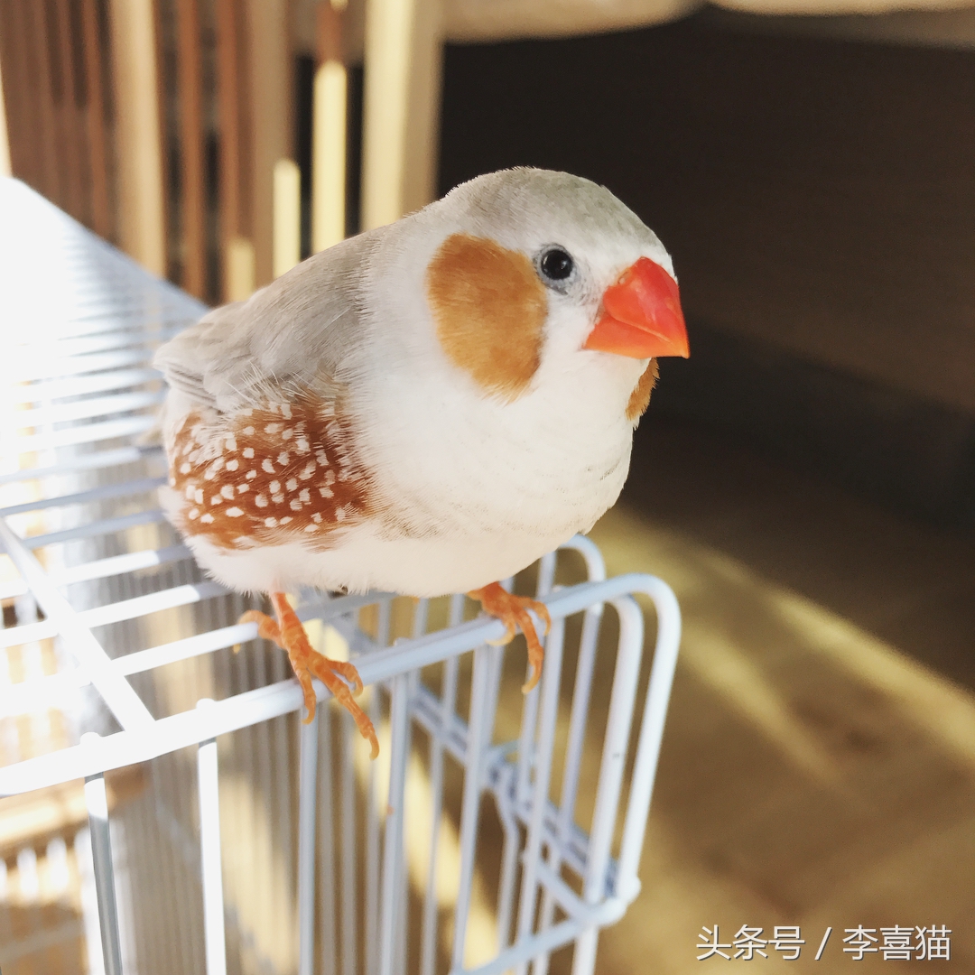 新手主人只要注意这些，就能跟天生胆小谨慎的珍珠鸟搞好关系啦！