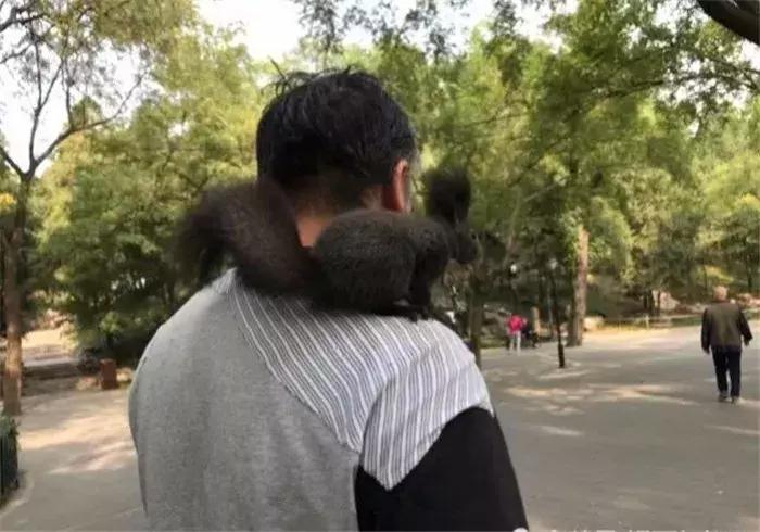 孤独老人养什么宠物,孤独老人养一只鹅作伴