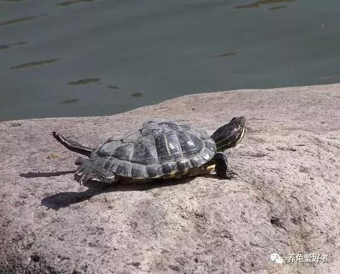 龟突然死亡是怎么回事,龟突然死了