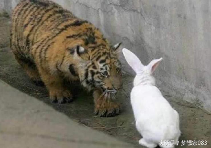 本想给老虎改善生活，将兔子丢了进去，第二天去查看时顿时傻了眼