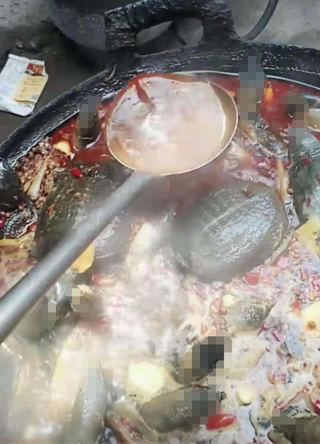 诱捕甲鱼的方法,诱捕野生甲鱼的最快方法视频