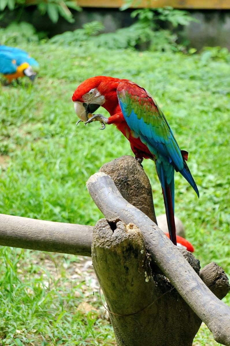 宠物鹦鹉虎皮鹦鹉怎么养,虎皮鹦鹉怎么养和小技巧