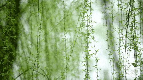 电商服务！将西山区团结街道的“山货”卖到了迪拜