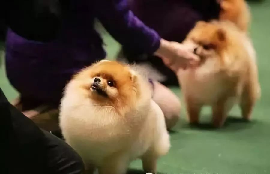 选购博美犬的3点基本常识,博美犬的基本知识