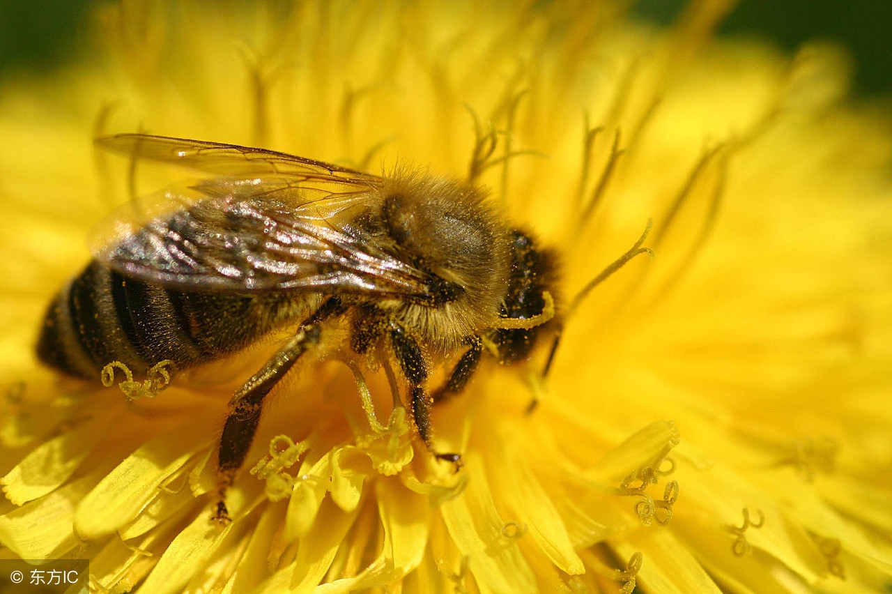 防止蜂群飞逃最好方法,蜂群病虫害防治方法