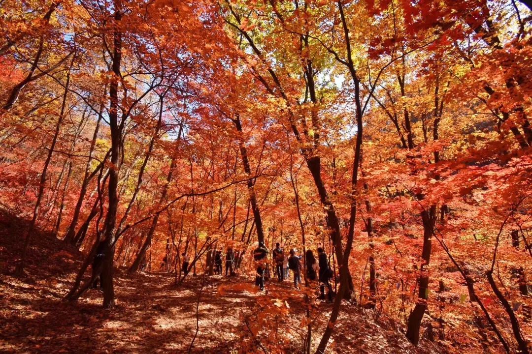 安利专用贴,安利医用防水贴