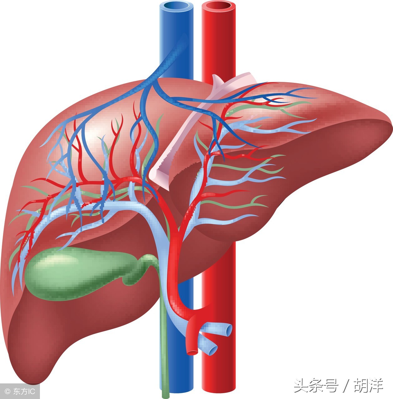世界上有醒酒药吗？医院是如何给醉汉醒酒的，医生说出秘密
