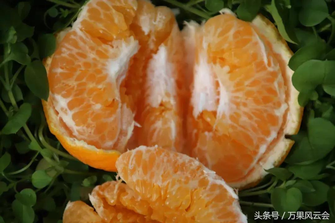 耙耙柑为什么会涨价,耙耙柑近几年行情走势