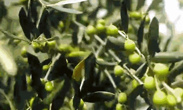 澳洲小红管万能膏,澳洲最好的万能膏