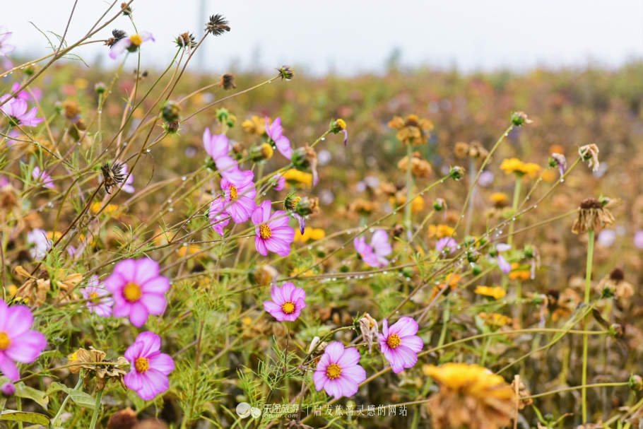 天下黄土第一塬甘肃庆阳,地球上黄土最厚的地方