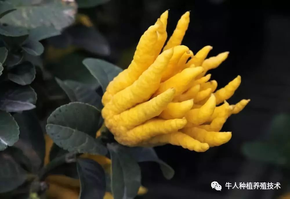 佛手栽培技术大全书籍,佛手栽培技术