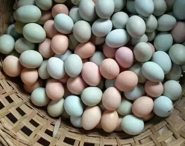 散养土鸡公母比例多少合适,散养土鸡公母搭配