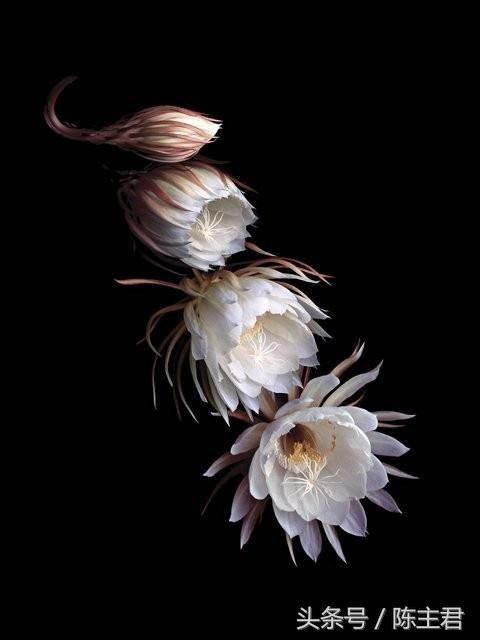 70张让人大开眼界的照片,50张让人惊艳的照片