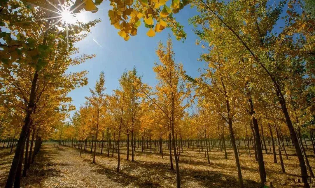 济南最美的银杏地图,济南看银杏最好的地方
