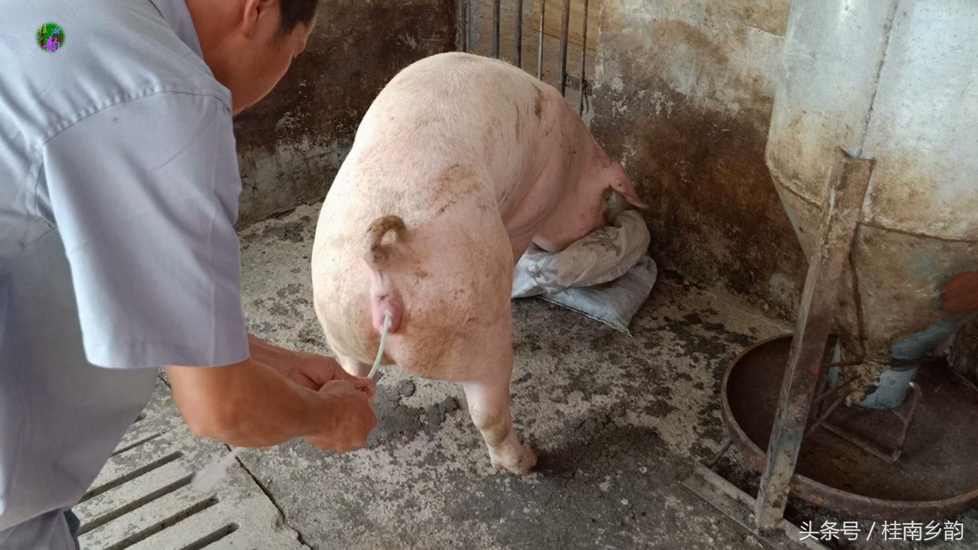 如何给母猪合理人工授精,怎么给母猪人工授精呢