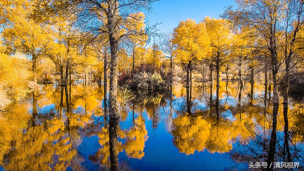 三千年守候额济纳完整版,大美金塔胡杨林
