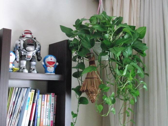 有利于净化空气的家养绿植,基本不用浇水的室内去异味绿植