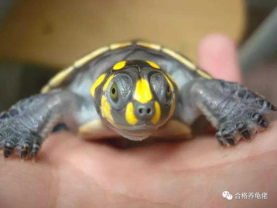 饲养龟类需要注意什么事项,乌龟种龟都需要过滤饲养吗