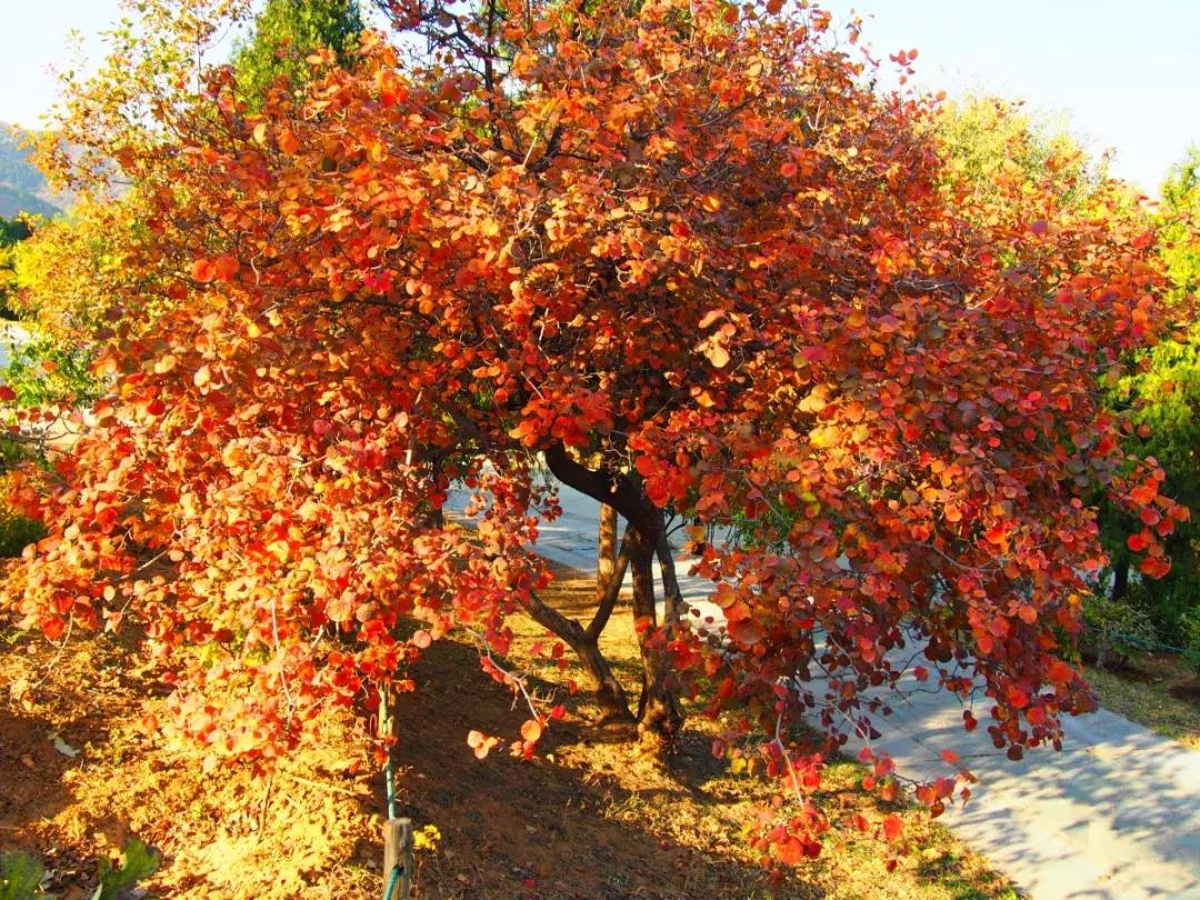 西山森林公园秋季爬山攻略,秋天西山国家森林公园