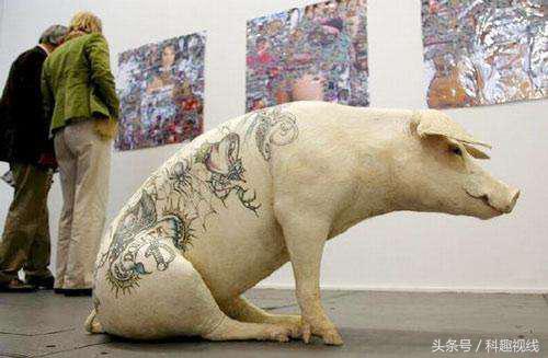 一张猪皮大约多少元,一张猪皮的市场价