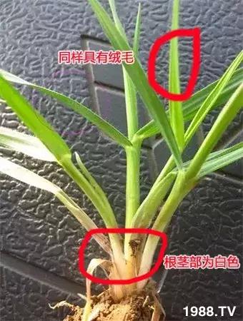 野麦子太猖獗，到底该怎么防治？什么药效果好？需要注意什么？