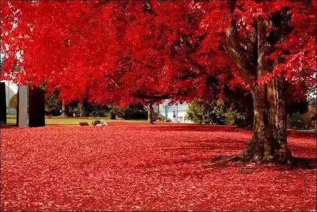 秋的魅力有多美,秋天是那样的迷人