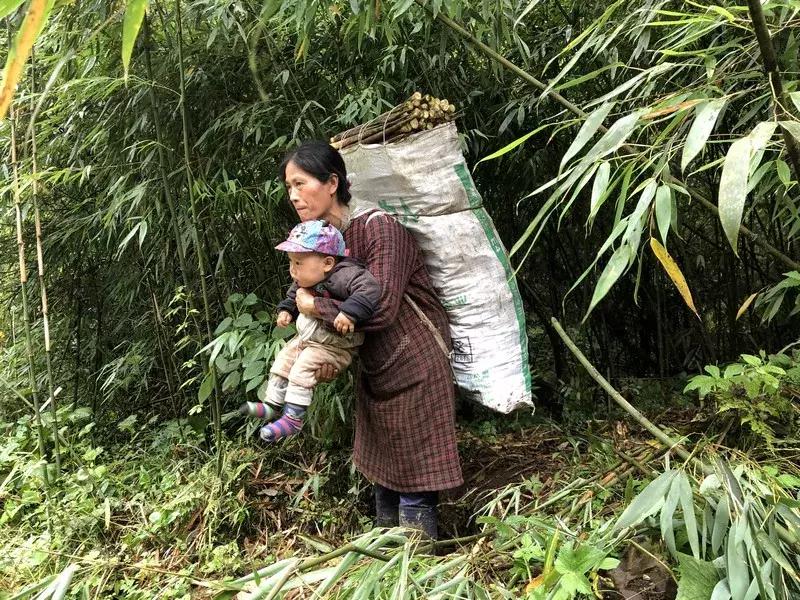 新鲜龙须笋的家常做法,龙须笋的正确食用方法