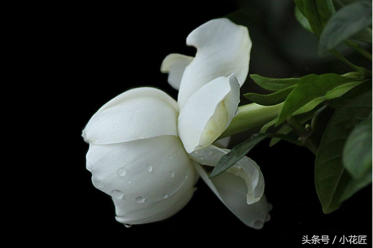 小叶栀子花浇水多了黄叶怎么办,栀子花浇水过多大量黄叶了怎么办