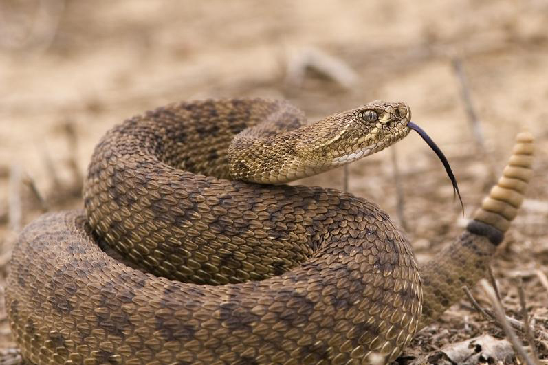 毒蛇喷出的毒液有害吗,把毒蛇的毒液放到血里