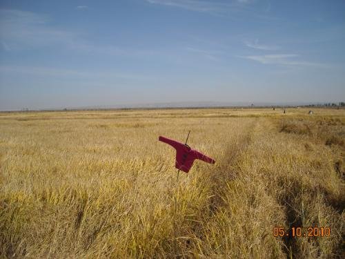 麦田里的守望者原创视频,麦田里的守望者创作的原声