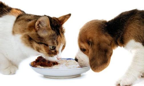 猫咪肾衰竭专用猫粮,80元一公斤猫粮推荐