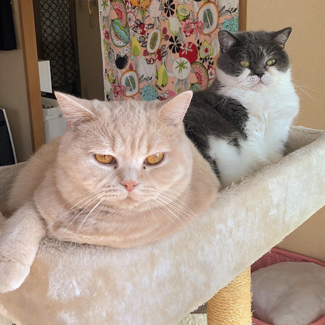 养猫的基础知识有哪些呢,养猫必须知道的几件事有哪些