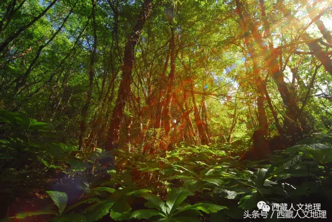 不可思议的林芝：高原荒凉刻板印象的颠覆者