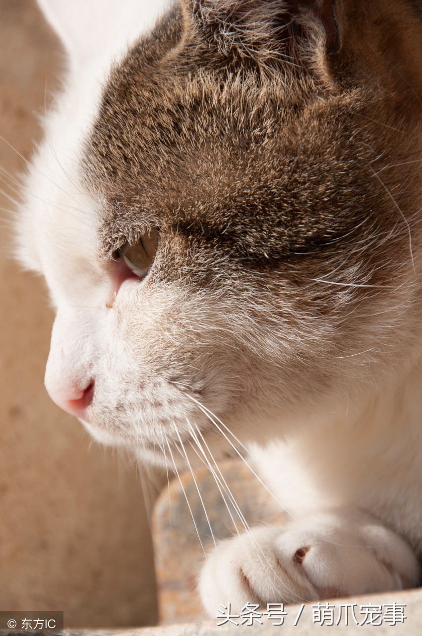 让铲屎官感到害怕的事,铲屎官头疼的猫