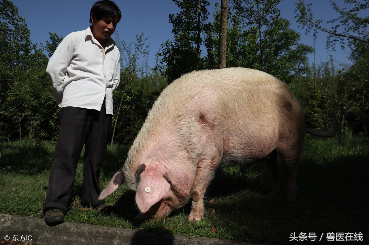 猪不进食怎么办一打针就死了,猪打针后不吃食怎么办