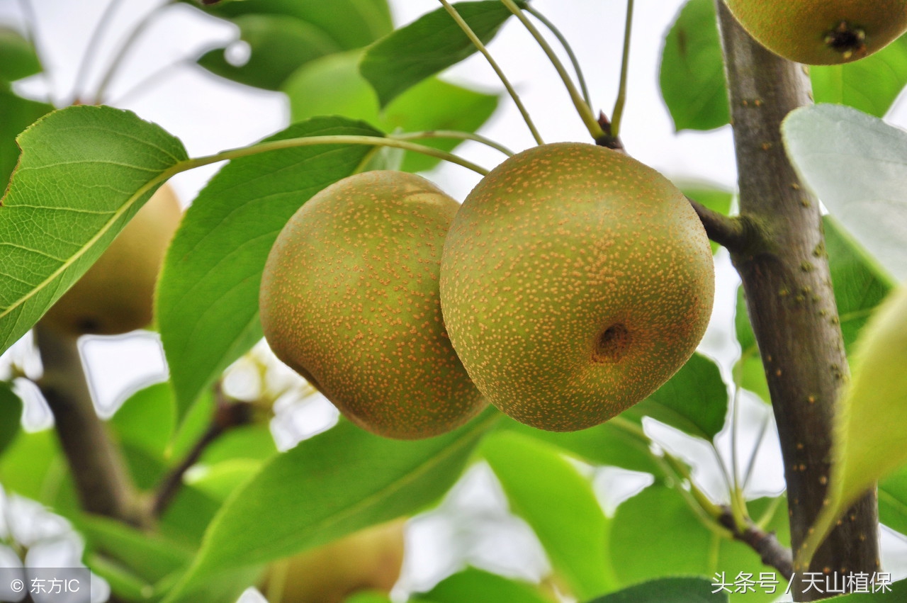 梨树腐烂病的最佳治疗方法,治梨树腐烂病的工具