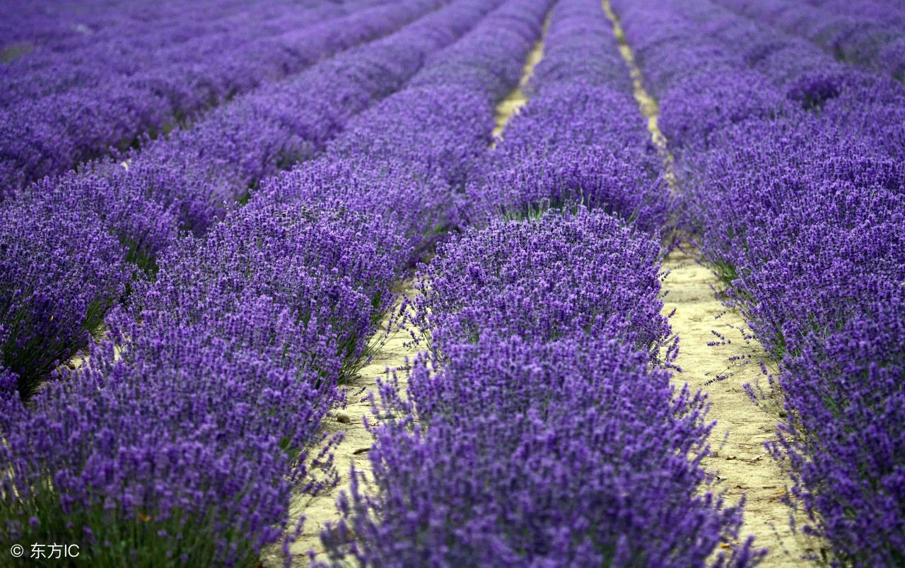 *疆新**历史人物解忧公主，坚强而果断的汉家女儿乌孙国母