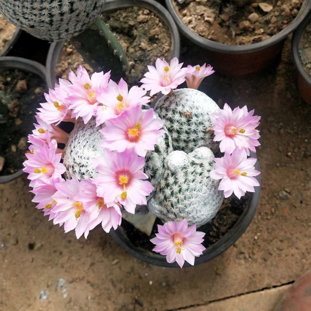 仙人球花期一般持续多久,仙人球早晚开花的变化