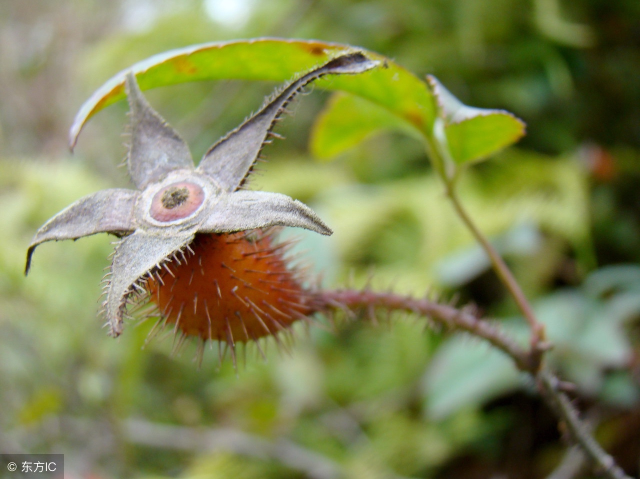 中医：女贞子金樱子，旱莲草芡实，一起煎服，有这3个方面功效