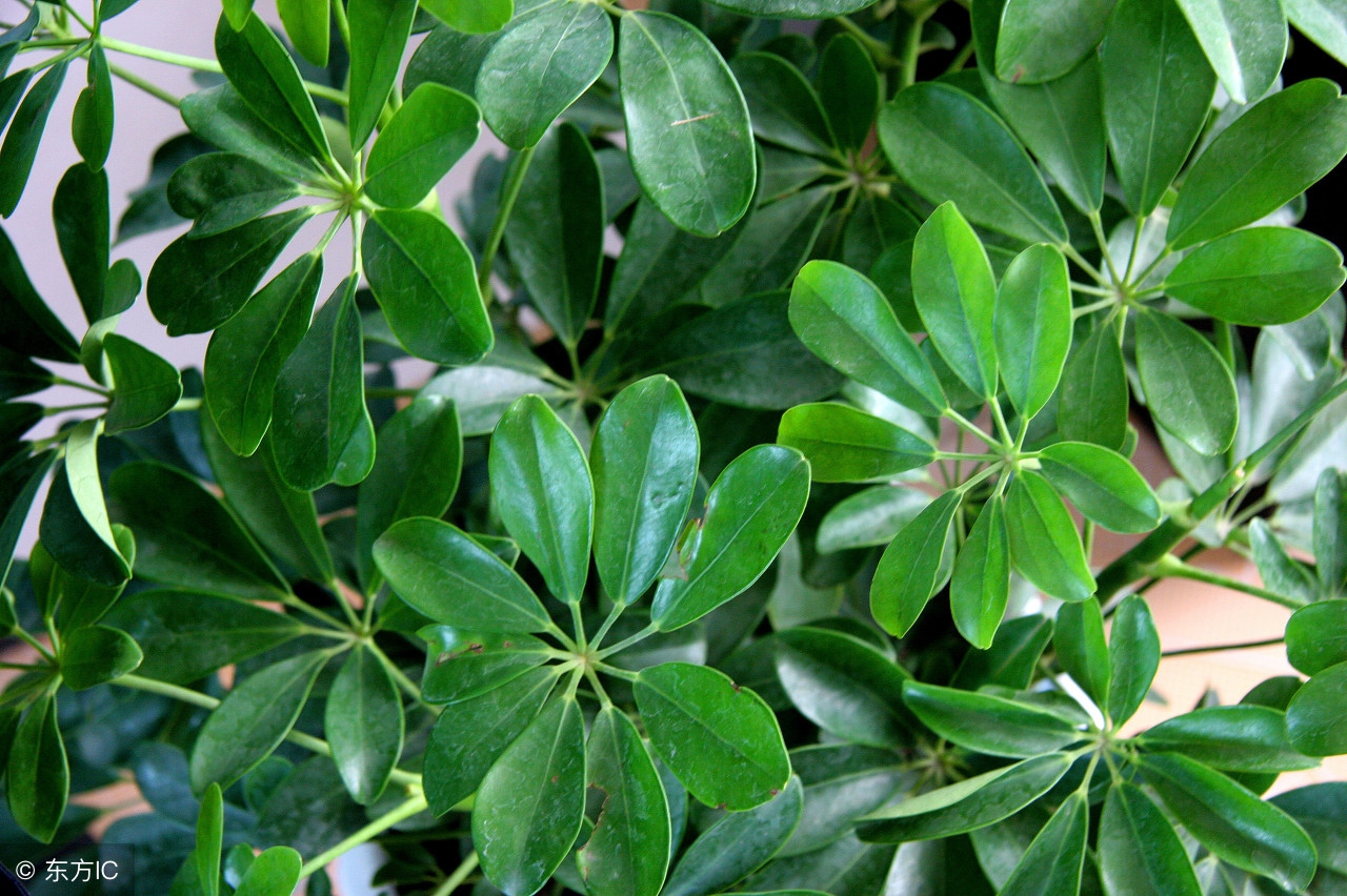 适宜在办公室养的大型花卉,45种常见花卉盆栽的养殖技巧