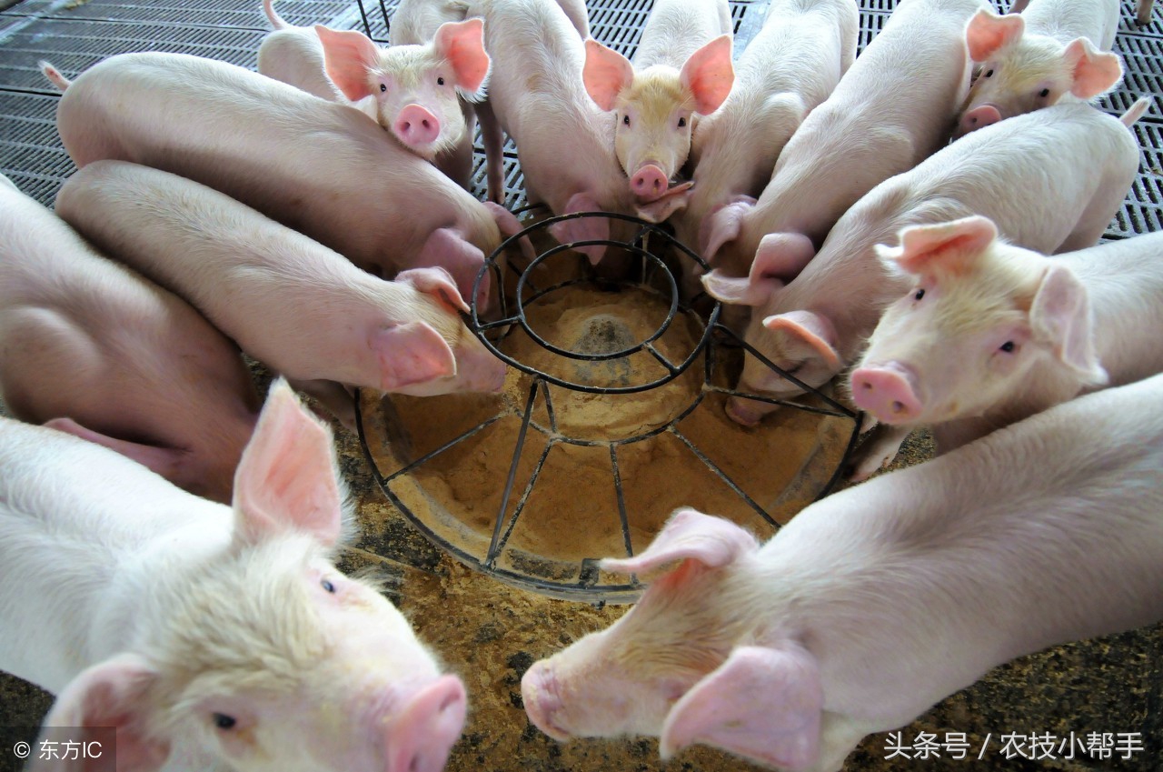 仔猪腹泻的预防和治疗,仔猪腹泻的原因及防治措施意义