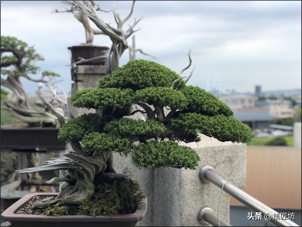 修剪不复杂学会修剪手法,修剪方法种类