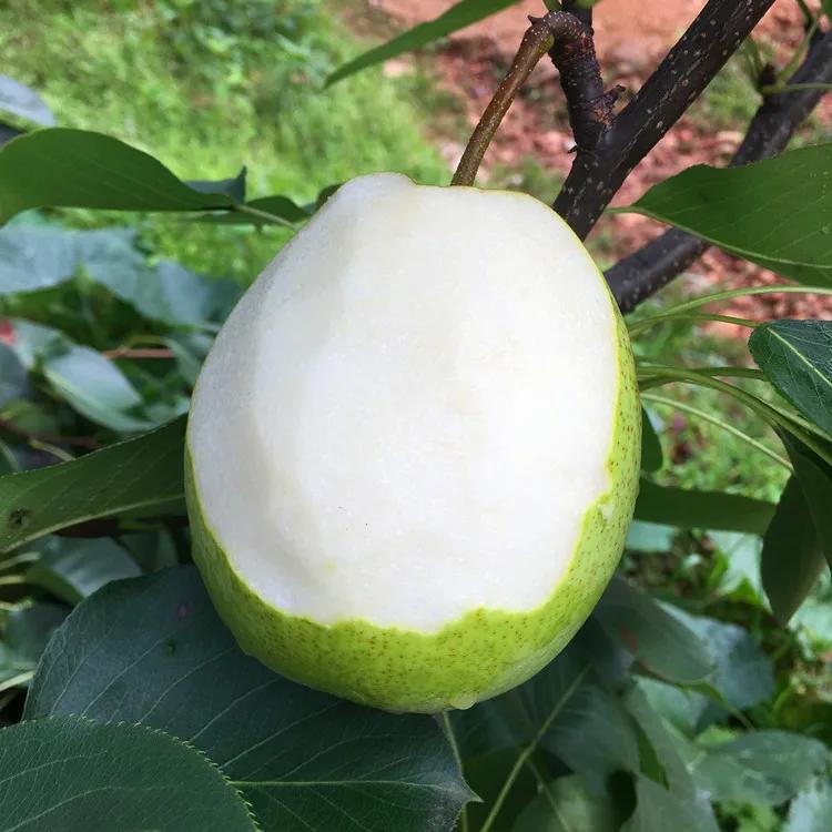 热带水果名单,热带水果王国攀枝花