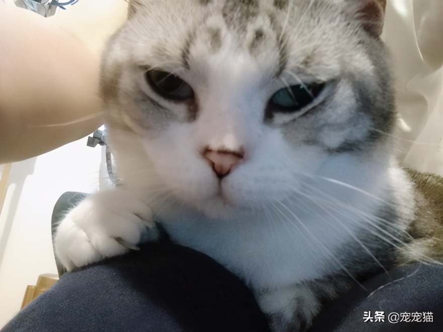 美短猫猫粮推荐,美短跟英短有什么区别