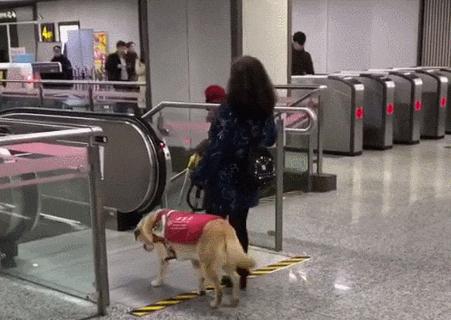 导盲犬被热议视频,导盲犬为什么被指责