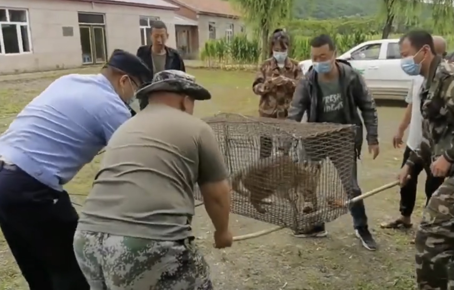 野生豹猫到村民家里偷鸡,豹猫偷鸡事件