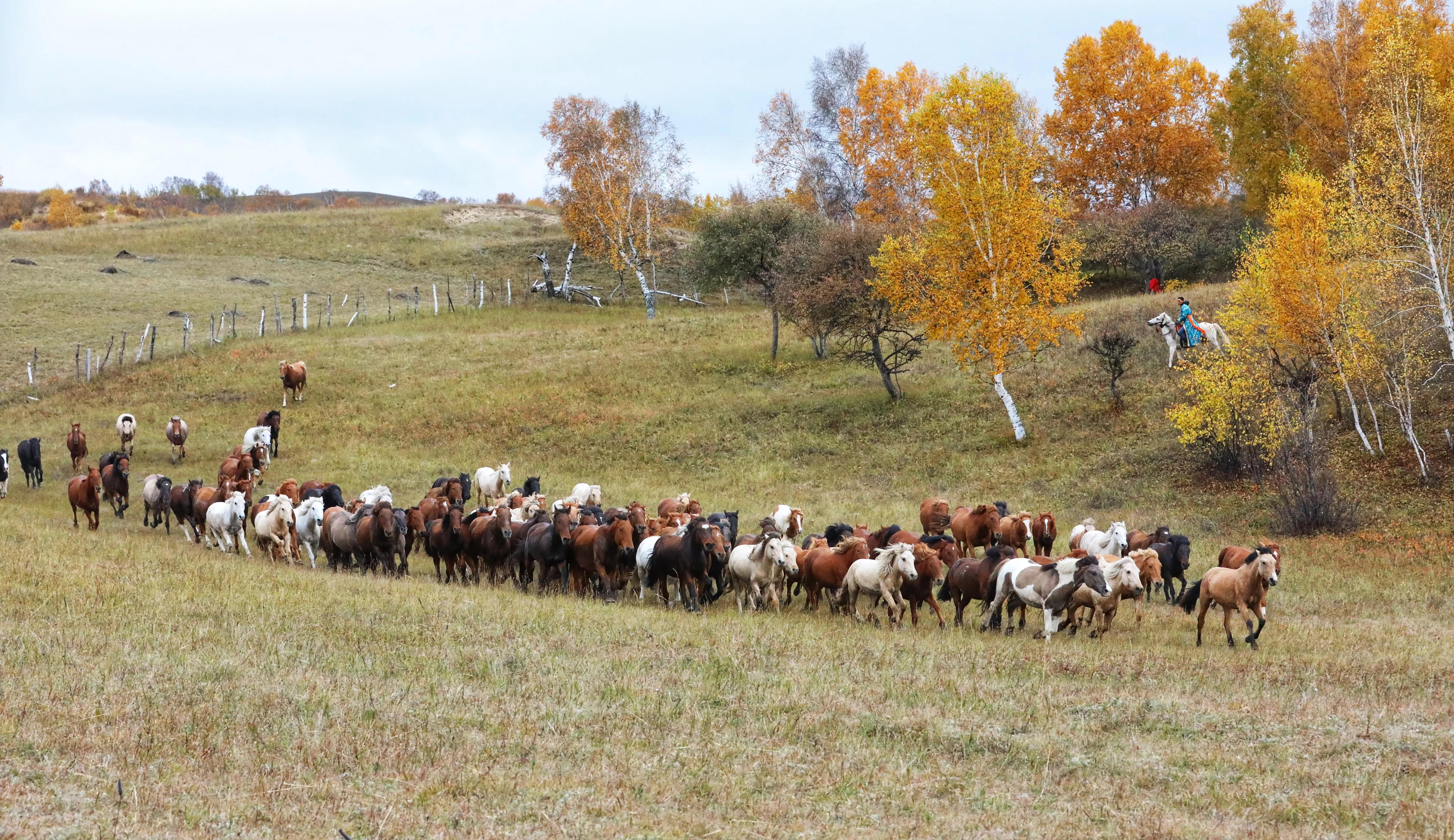 坝上秋色草原,坝上草原游记作文