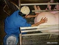 母猪产仔慢，急死人！这是难产吗？是直接掏掏掏？还要做到这七点