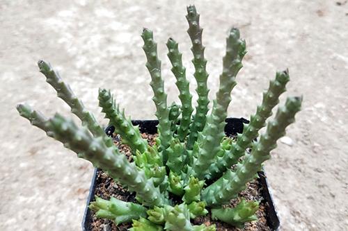 仙人掌死根的原因,为什么仙人掌越养越缩